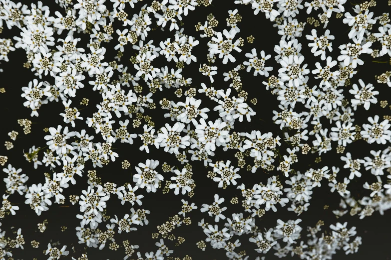 a close up s of flowers in white and gold