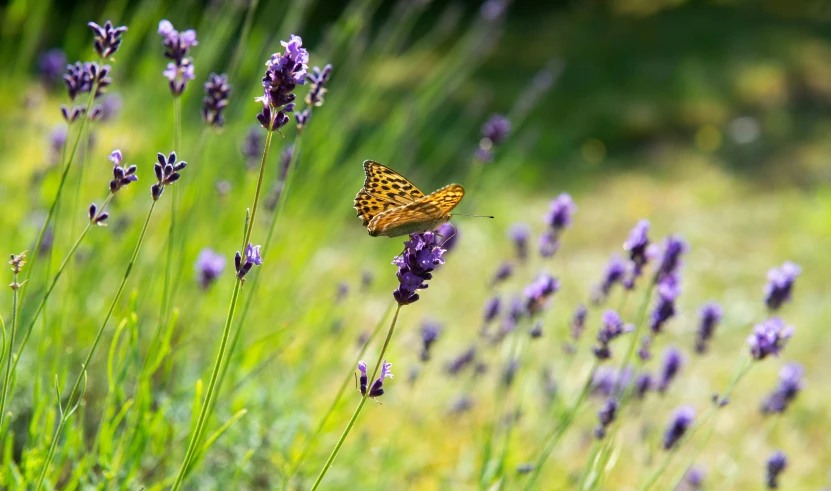 a yellow erfly sitting on top of purple flowers