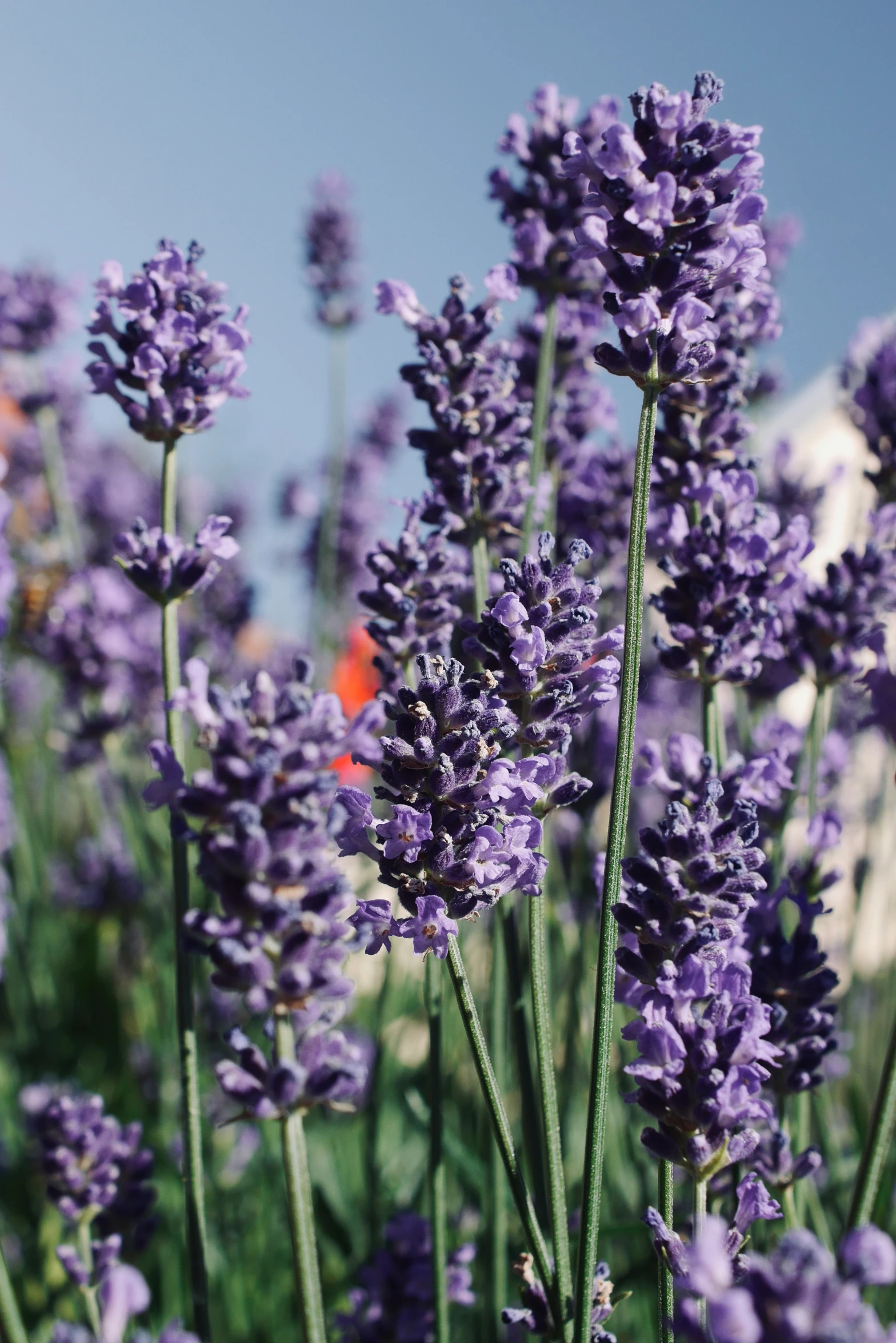 lavenders are very pretty in the sun, with an orange flower in the background