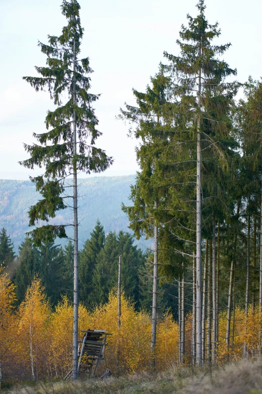 trees stand near the road as it passes by