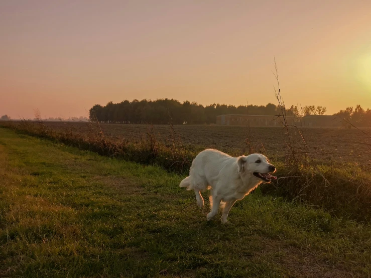 the dog stands on a grassy path near a sunset