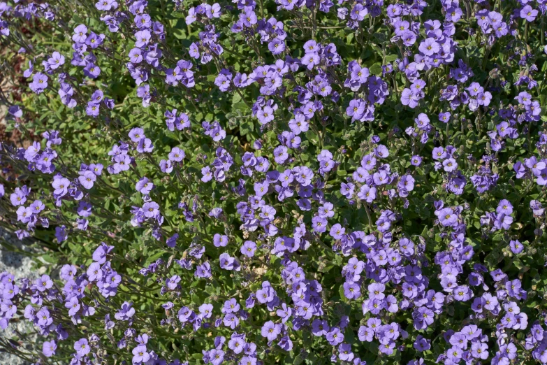 a cluster of flowers with very thin leaves and purple blooms