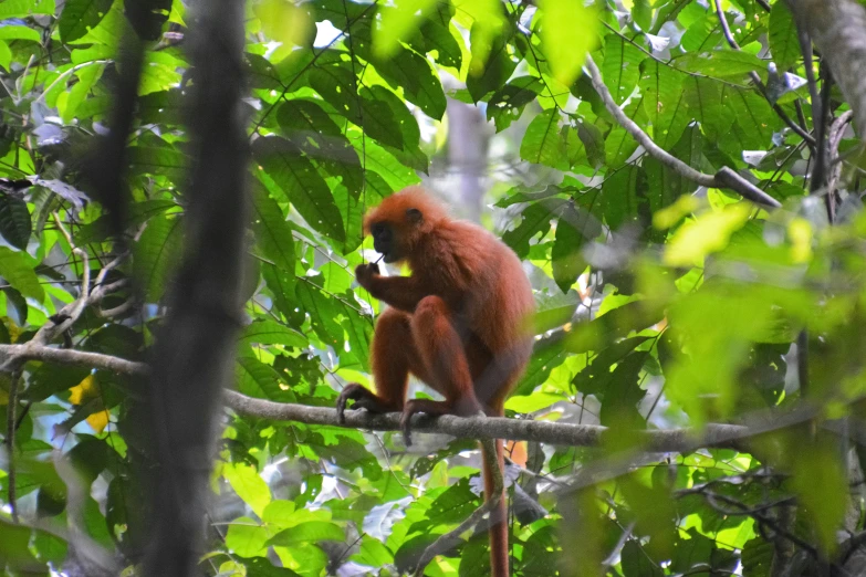 an adult oranguel sitting on a tree nch