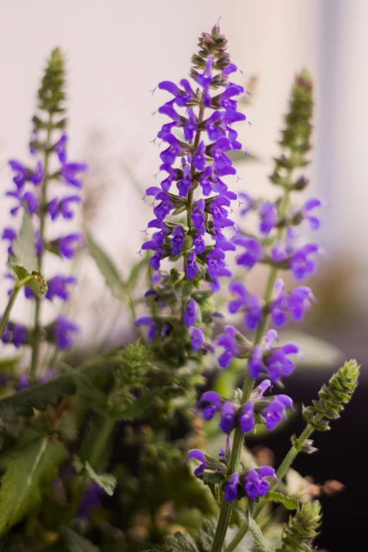 small purple flowers sit in a pot outside