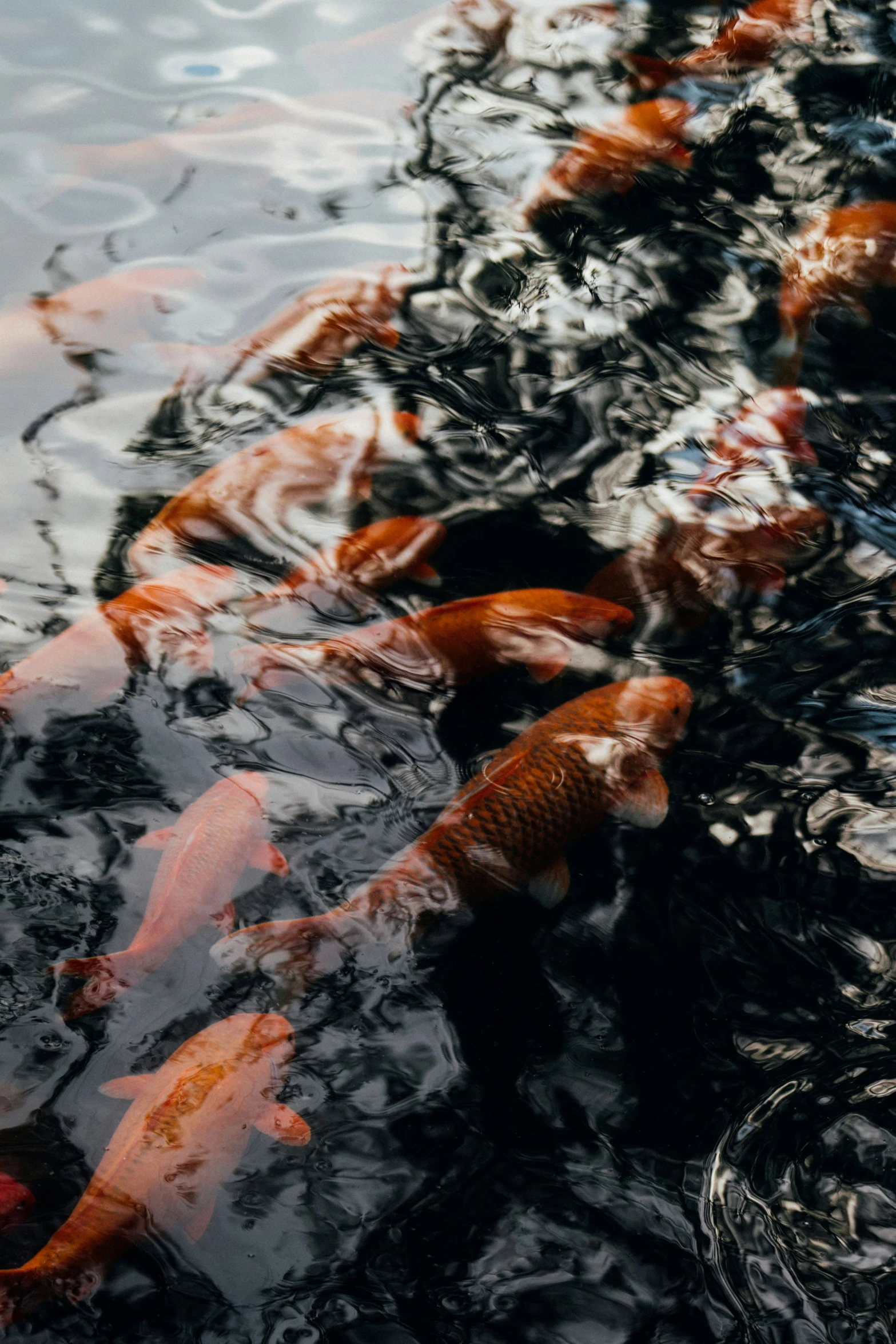 several red and black koi swimming in a pond