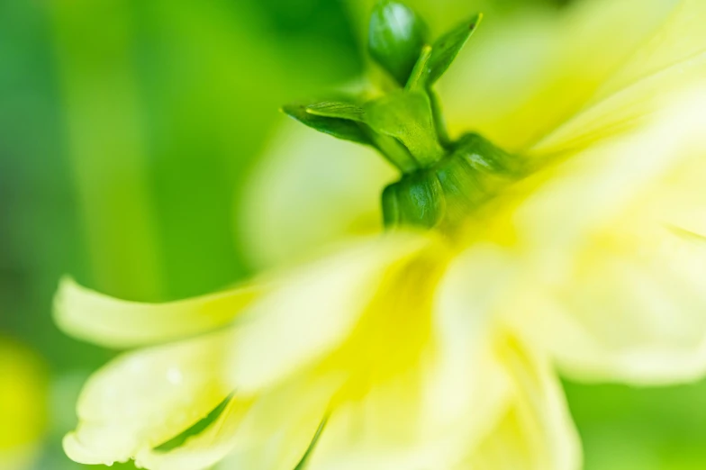 a close up view of a flower, with water droplets on it