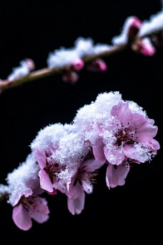 a flower covered in snow with pink flowers