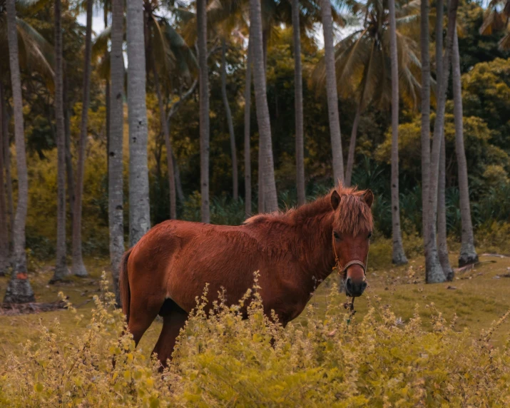 a big brown horse standing in a lush green forest