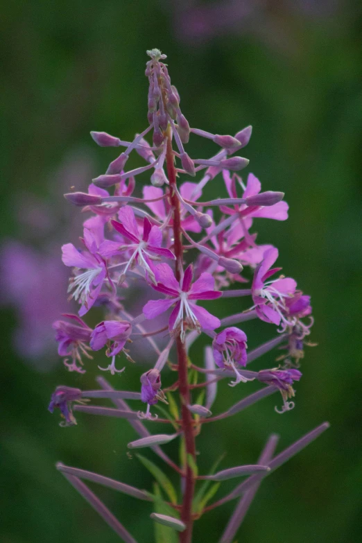 a pink flower with purple flowers in the background