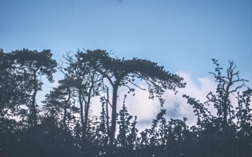 a view of the sky through some trees