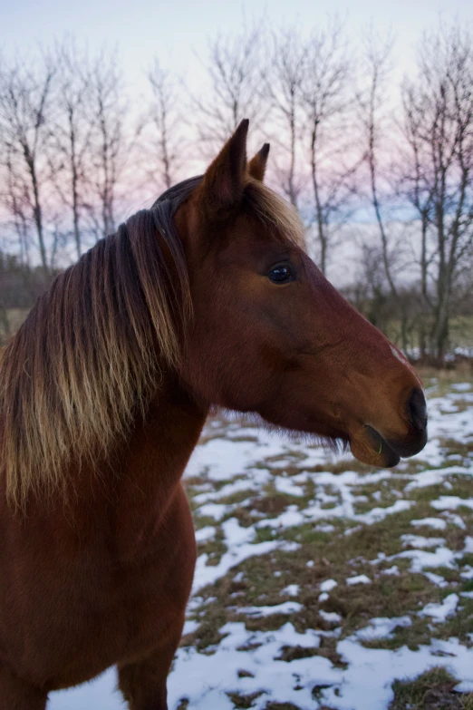 horse standing in the snow on a snowy day