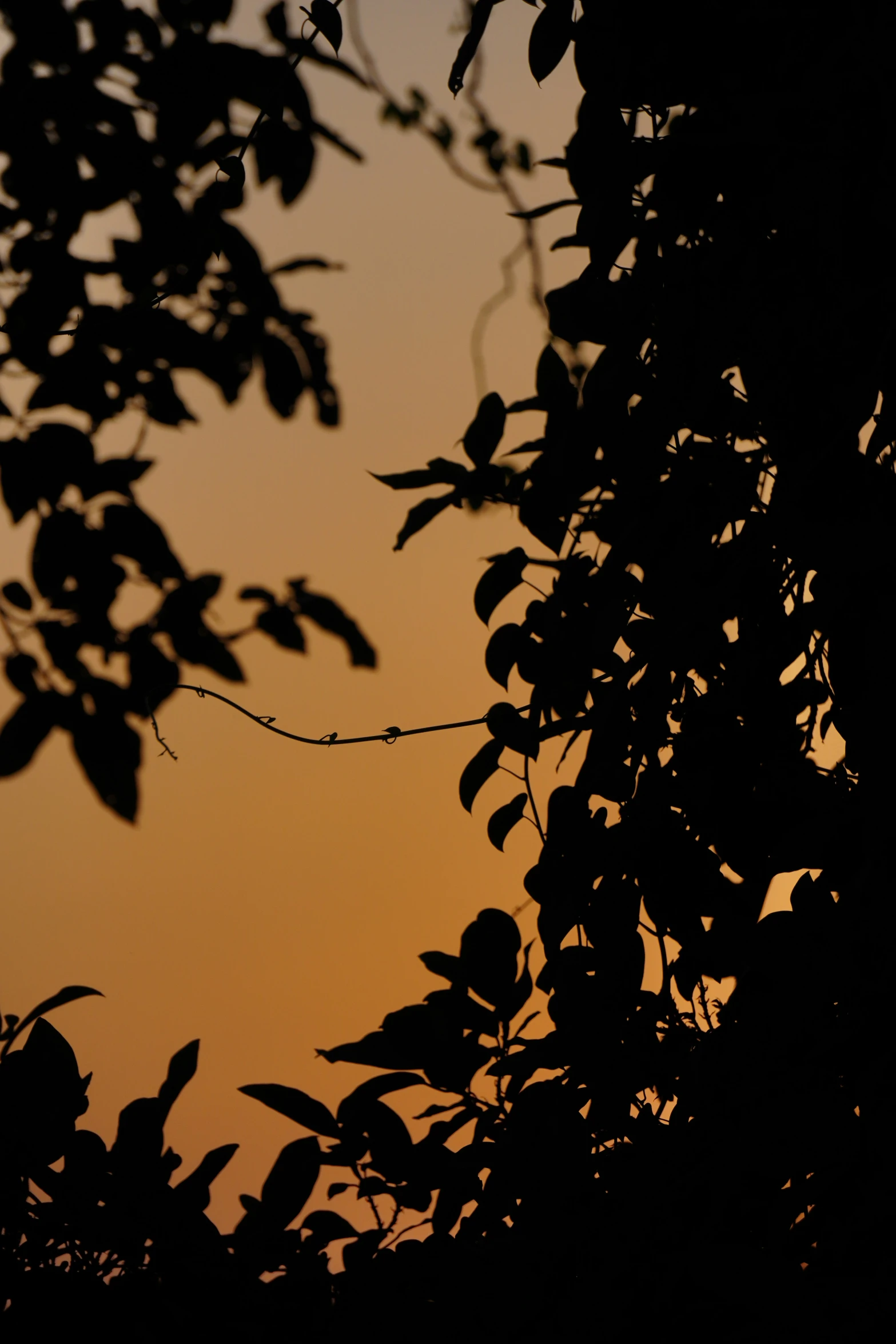 a bird flying into the air near the sun