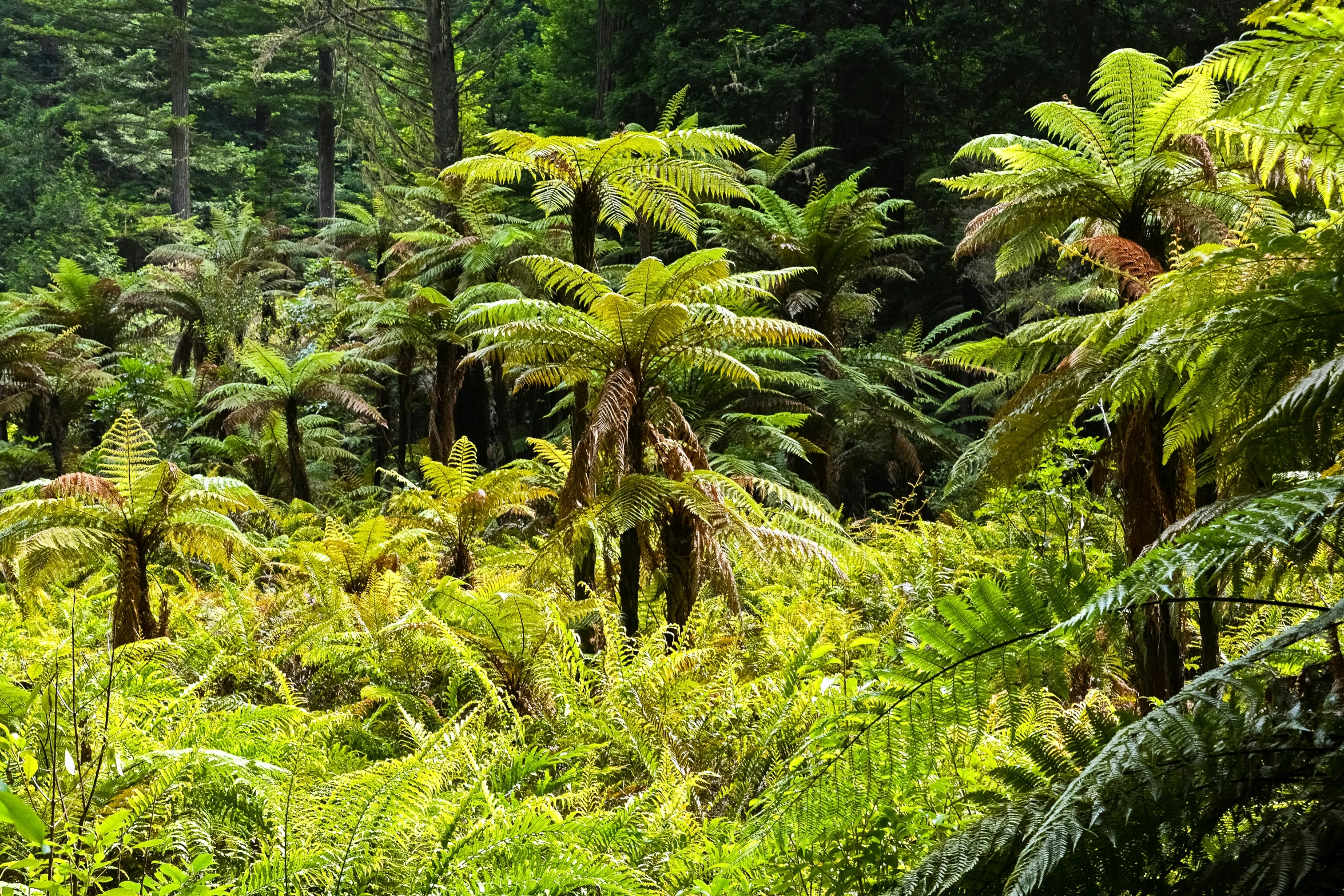 the view into the jungle on an unrulpened road