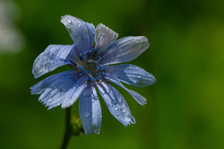 a blue flower with dew on it on a field