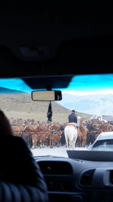 the view from inside the vehicle shows people on horseback leading cattle across the street