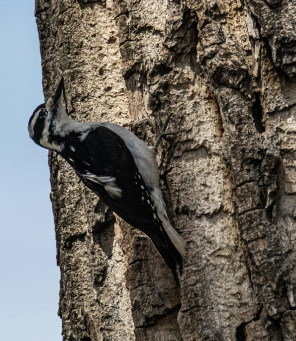 a bird that is standing up against a tree