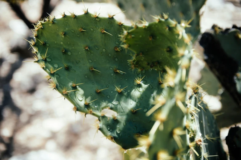 cactus with large unidentifiable leaves and green leaves