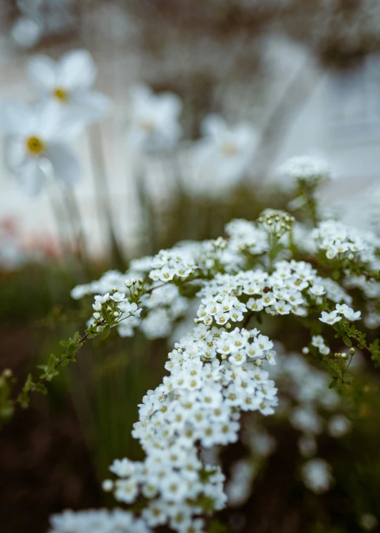 close up of flowers growing by a fence