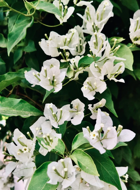 some pretty white flowers in the bushes