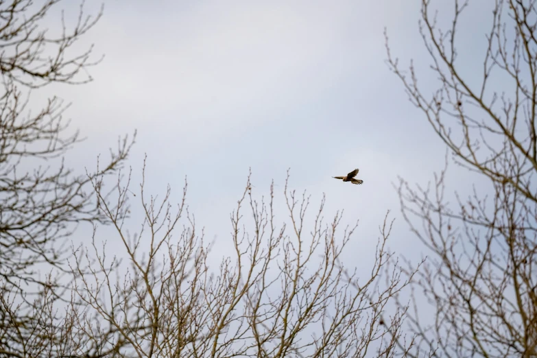 a bird flies high above the treetops