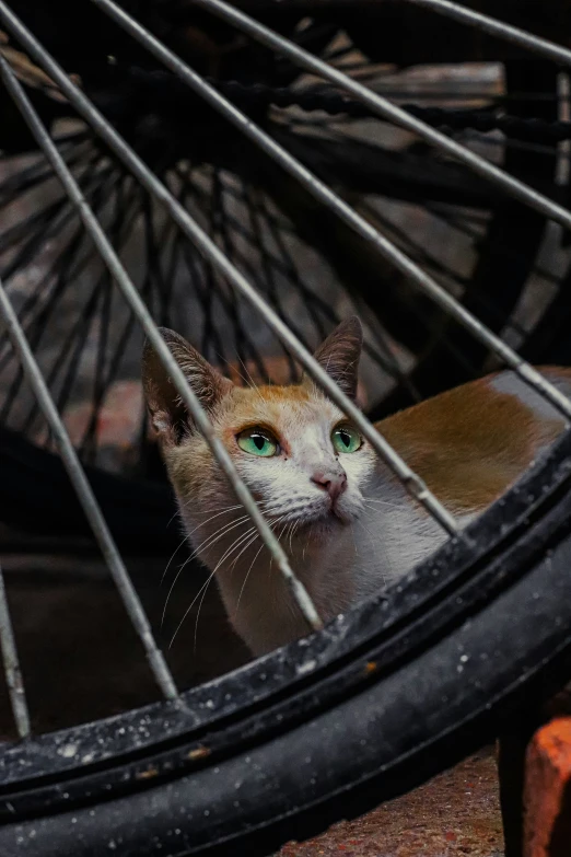 an orange and white cat behind the spoke of a bike