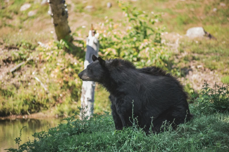 a black bear in a grassy area near water