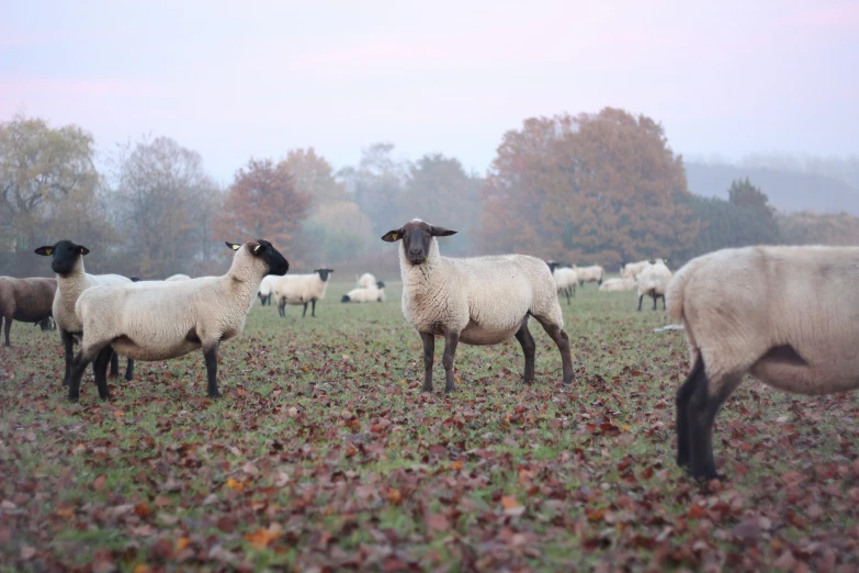 several sheep standing in an open field with some leaves all around
