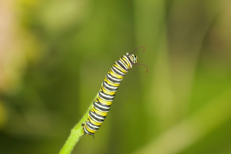 an orange and white caterpillar on a leaf