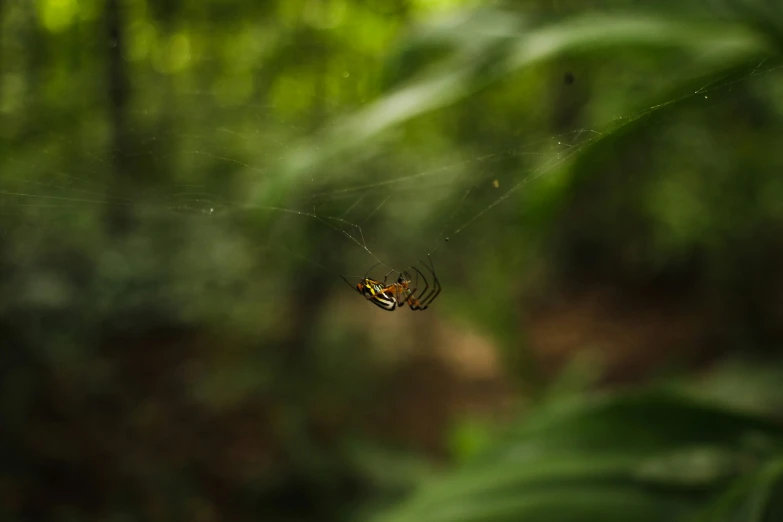 a spider is hanging from it's web outside