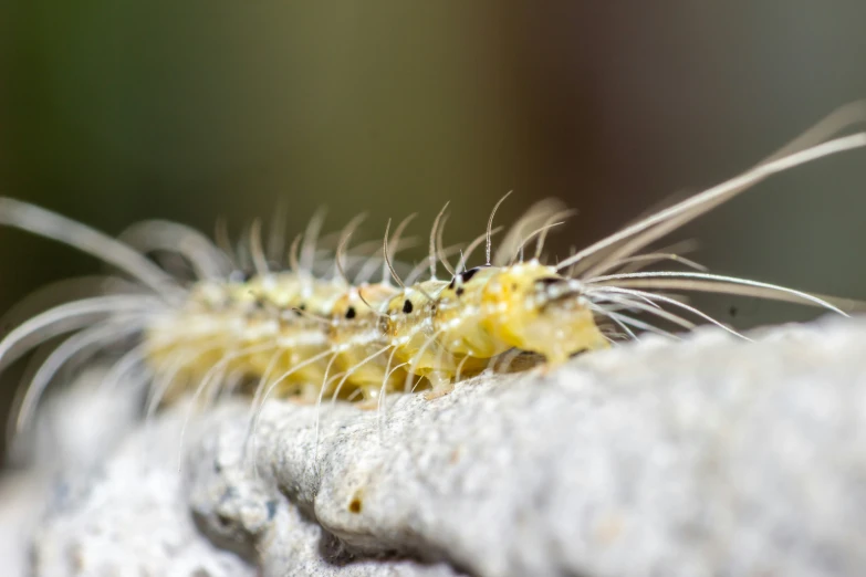 a close up of a small yellow insect crawling