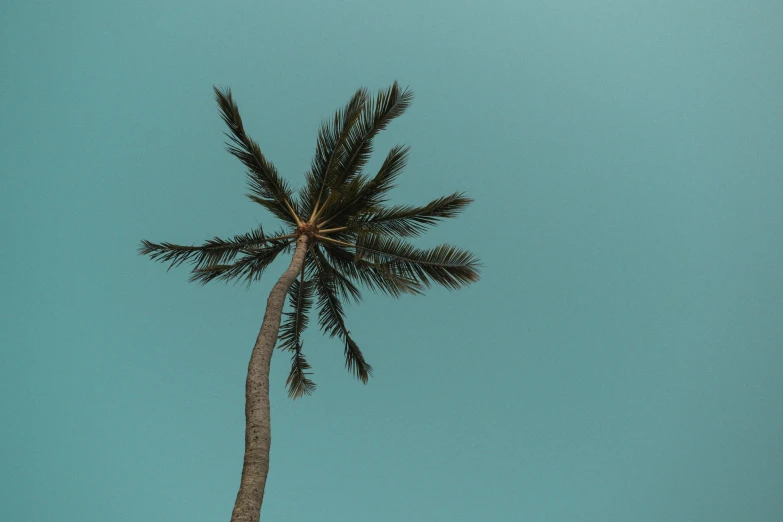 a palm tree on a beach against a blue sky