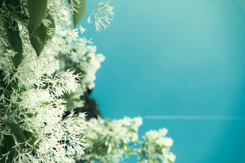 some very pretty white flowers near a big blue sky