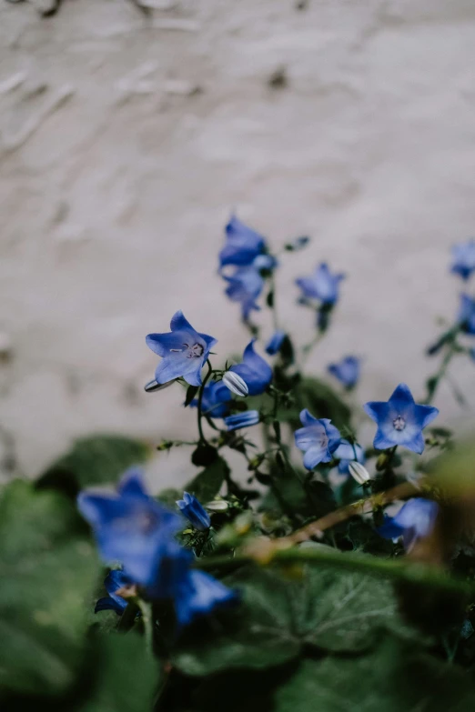 blue flowers on a plant next to a cement wall