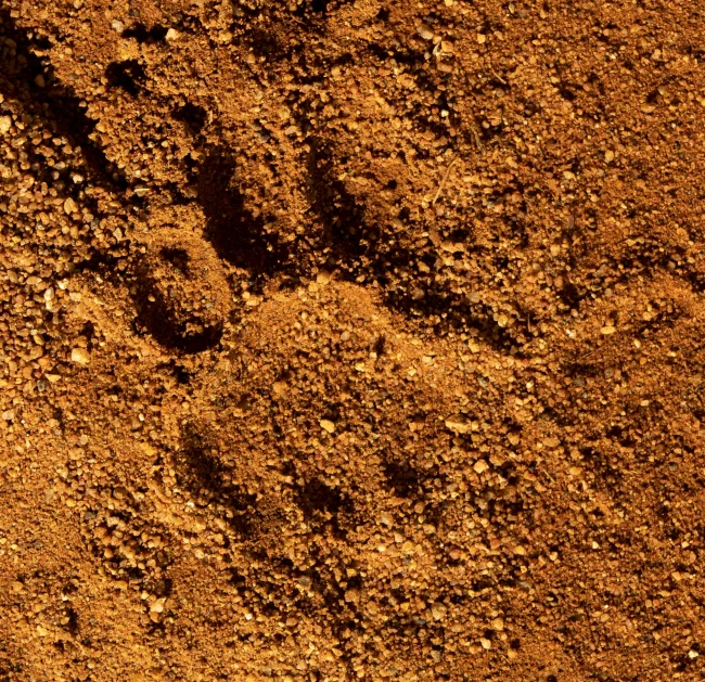 animal tracks in dirt surface that appears to be brown