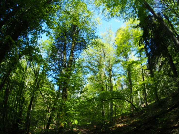 an image of looking up into the woods on a sunny day