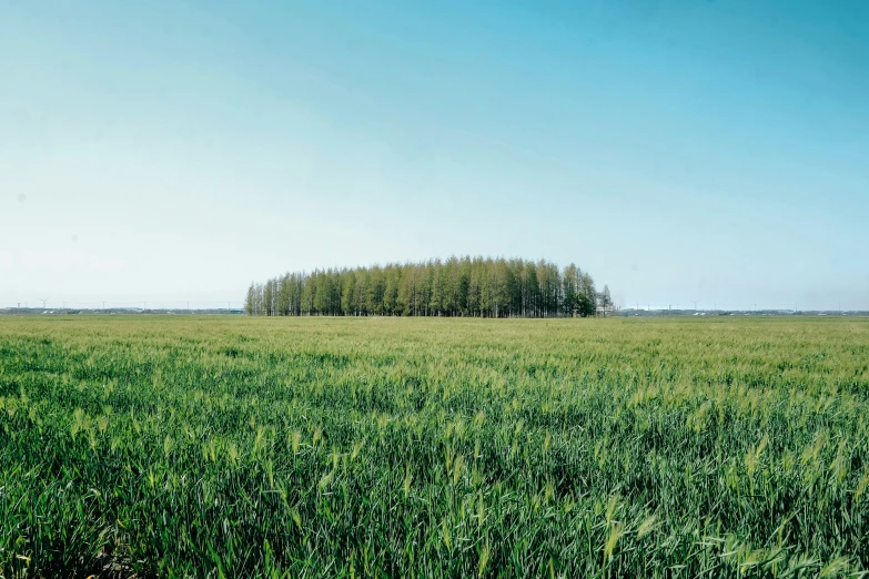 an empty field with tall grass and two rows of trees in the distance