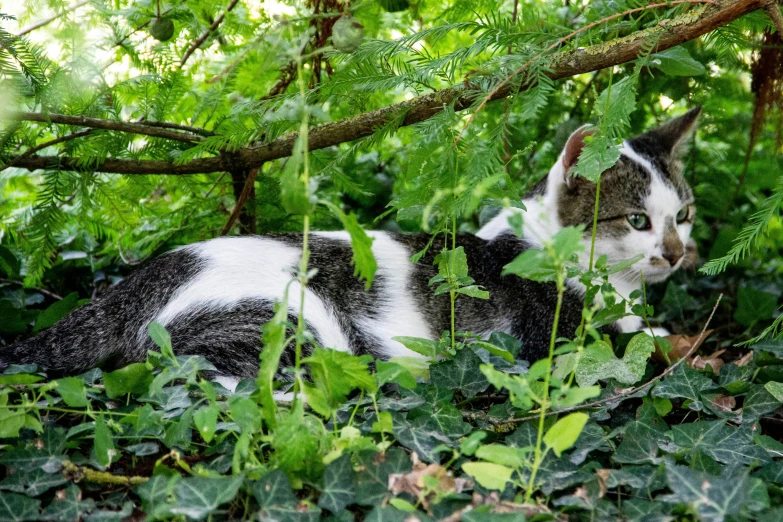 a cat sits on top of the leaves of some trees
