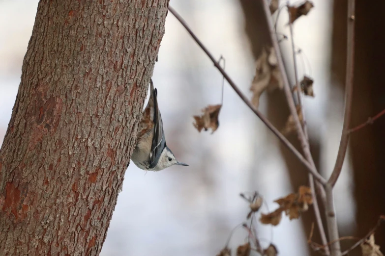 a bird hanging upside down from a tree nch