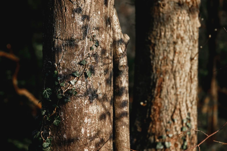 small ivys climbing up the trunk of a tree