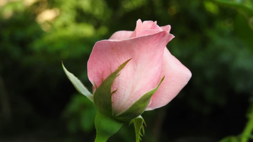 a pink rose blossom is partially open, with the focus on the petals