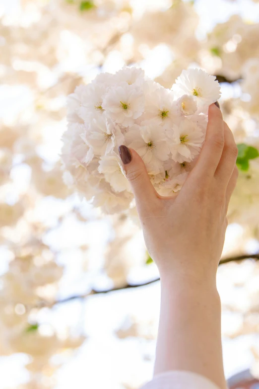 a hand holding a flower bouquet over a white tree