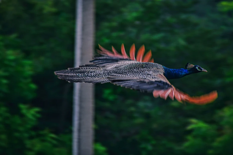 a pheasant in flight flying over some trees