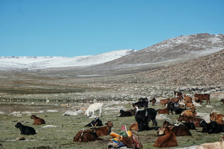 many cows standing and lying in a field