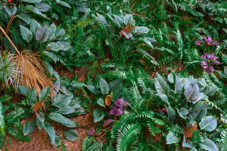 the view of a tropical plant canopy from above