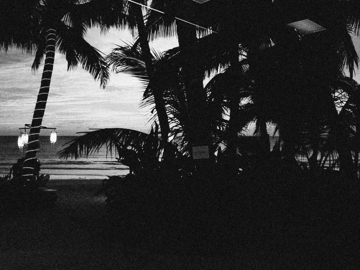 some palm trees and water with a white sign