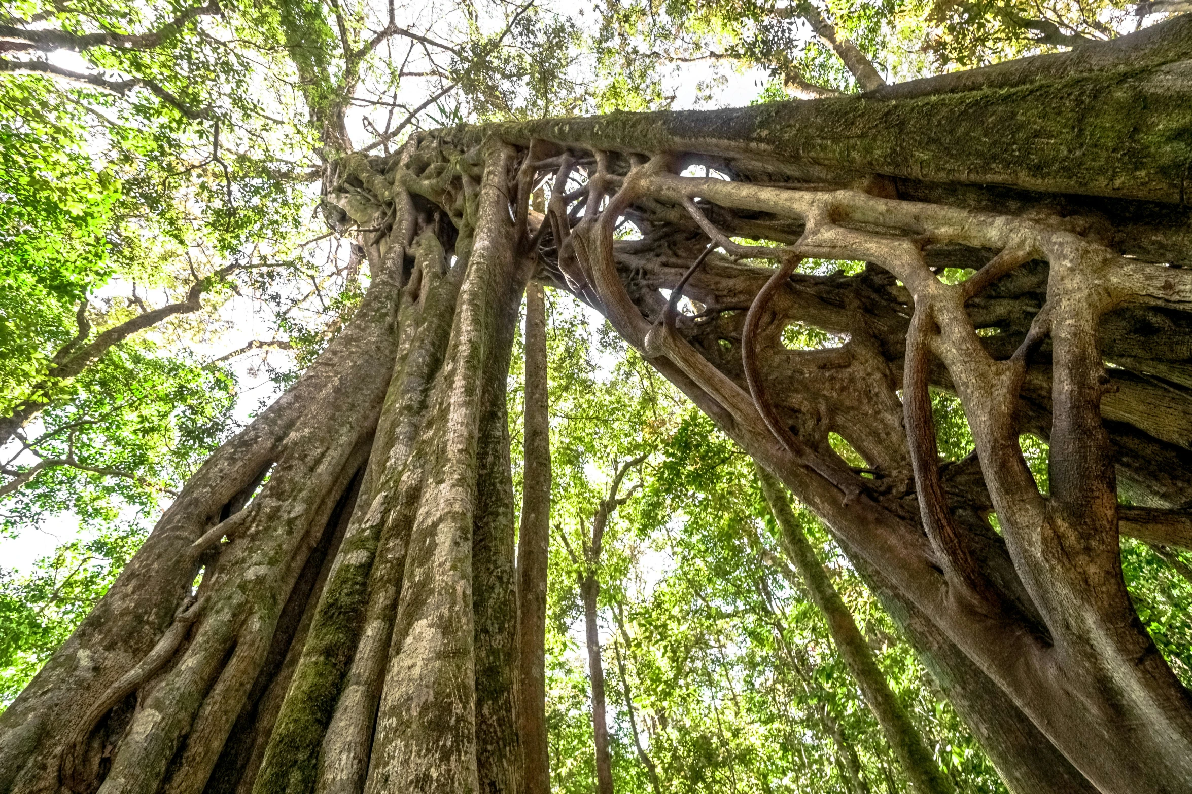 the roots of several large trees with leaves