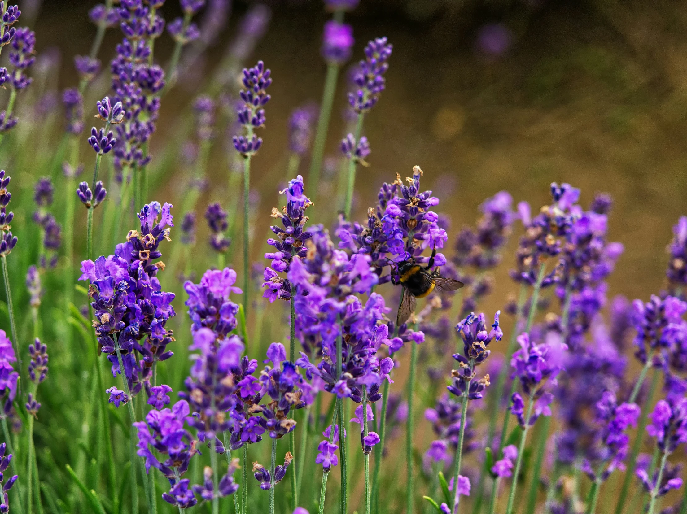 the bee is on top of the purple flowers