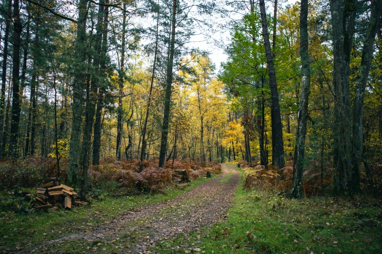 a path in the woods with trees surrounding it