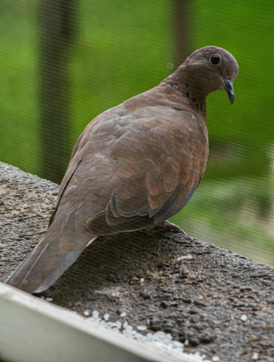 a small bird is sitting on top of the roof