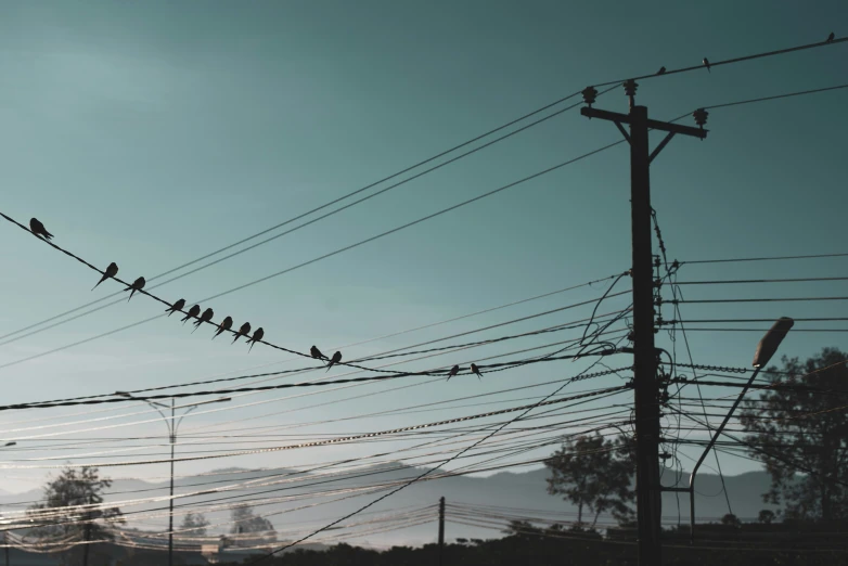 several birds sit on wires and wires with the sky behind them